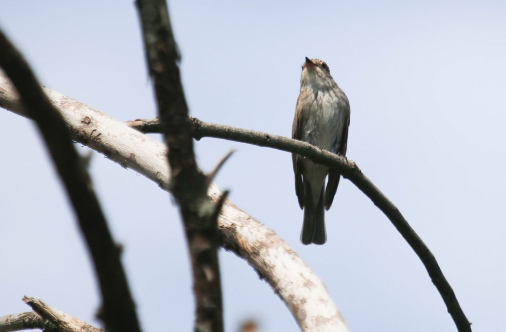  Gobemouche noir (Ficedula hypoleuca)