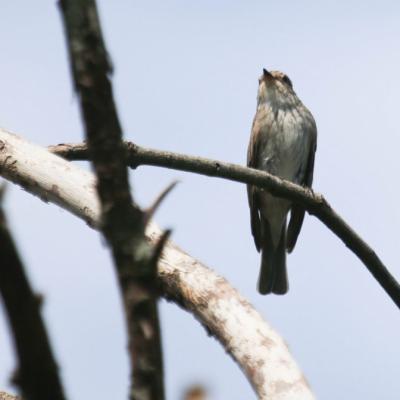  Gobemouche noir (Ficedula hypoleuca)