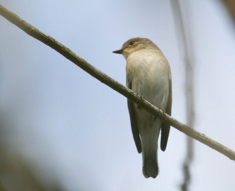  Gobemouche gris (muscicapa striata)