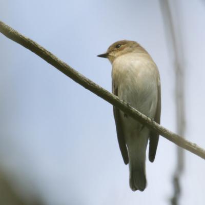  Gobemouche gris (muscicapa striata)