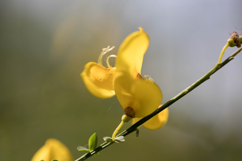 Genêt  à Balais(Cytisus scoparius)