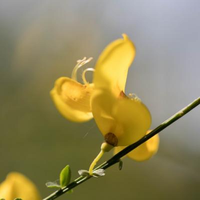 Genêt  à Balais(Cytisus scoparius)