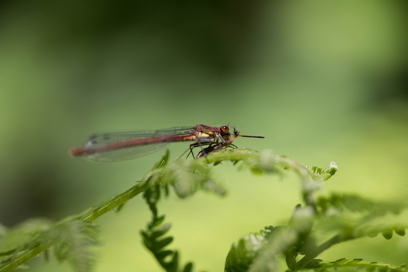 Demoiselle (Zygoptera)