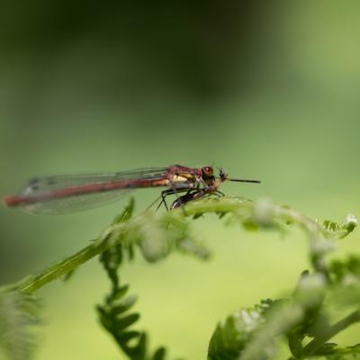 Demoiselle (Zygoptera)