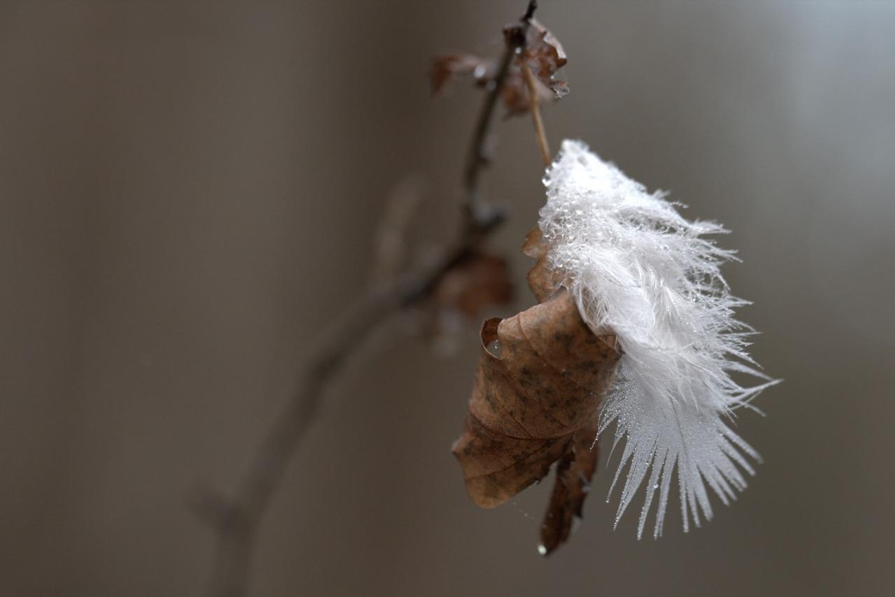 Plume du matin