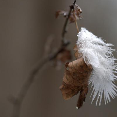 Plume du matin