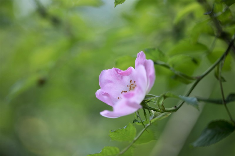 Eglantine (Rosa canina)