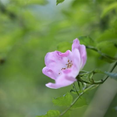 Eglantine (Rosa canina)
