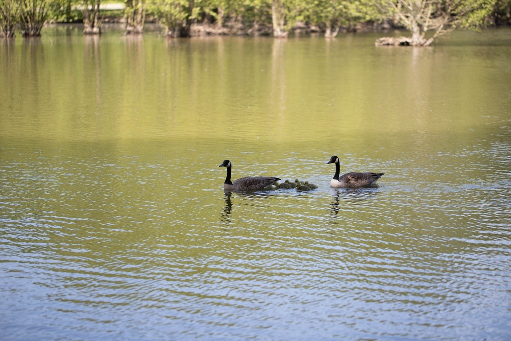 Bernaches du Canada (branta canadensis)