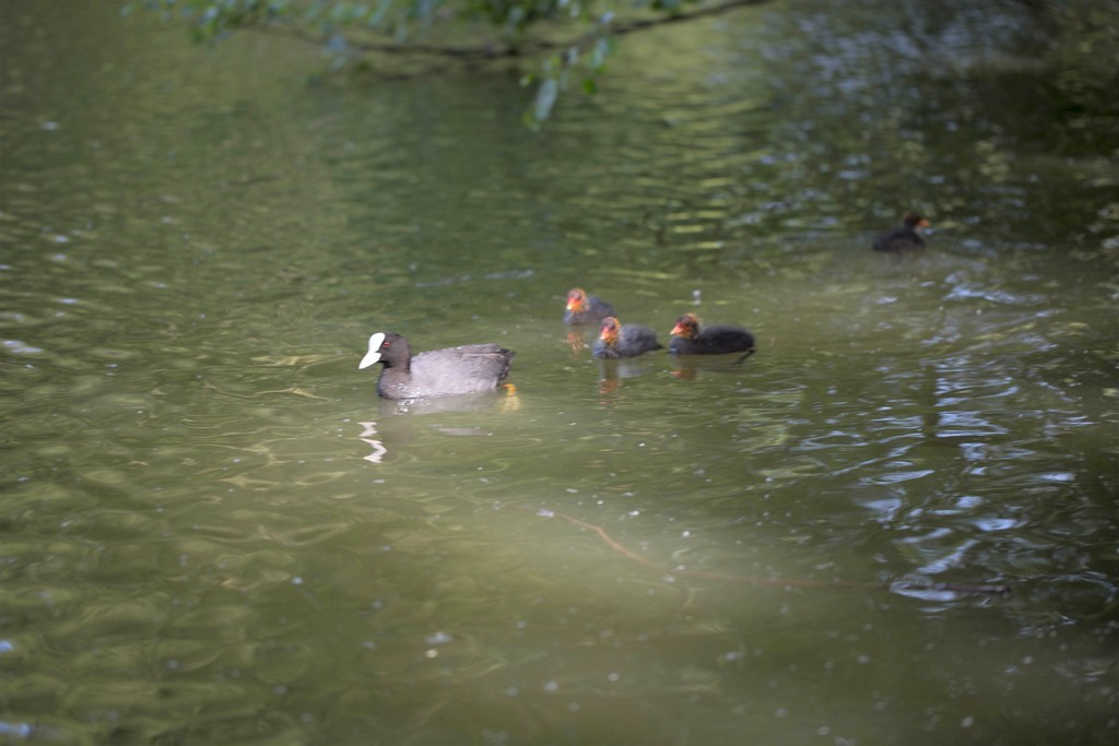 Foulque macroule (fulica atra)