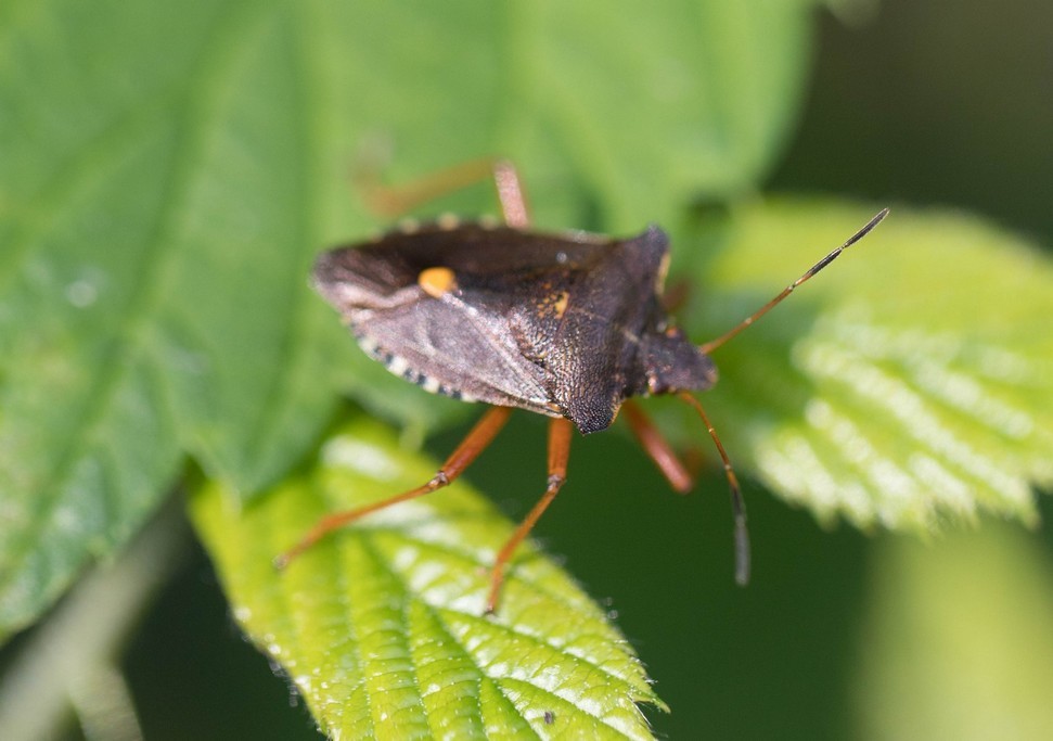 Punaise à pattes rousses ( pantatoma rifipes)