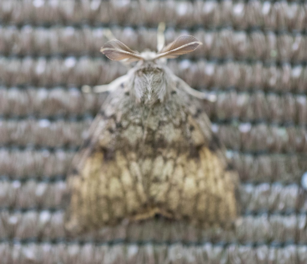   Bombyx disparate (lymantria dispar) 