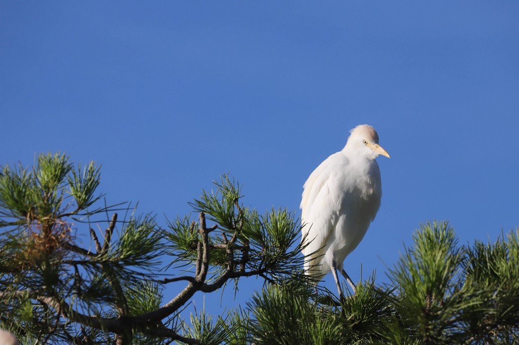 Héron  gardeboeufs (Bubulcus ibis)