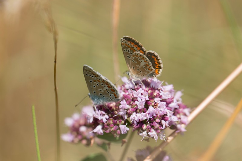 Azuré commun ( Polyommatus icarus)