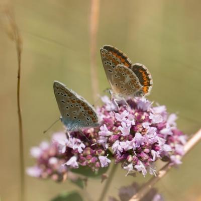 Azuré commun ( Polyommatus icarus)