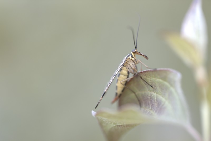 Mouche  scorpion ( Panorpa communis)