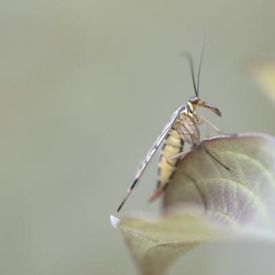 Mouche  scorpion ( Panorpa communis)