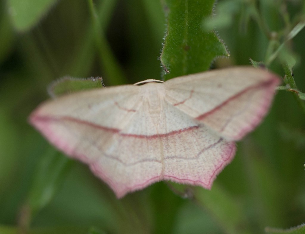   Timandre aimée (timandra comae) 