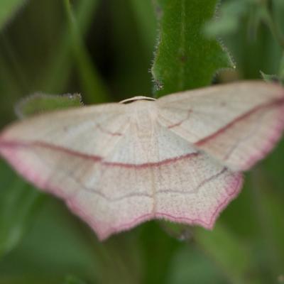   Timandre aimée (timandra comae) 