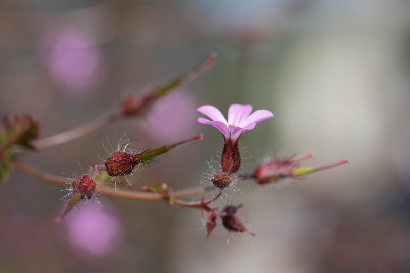 Géranium Herbe à Robert (Geranium robertianum)