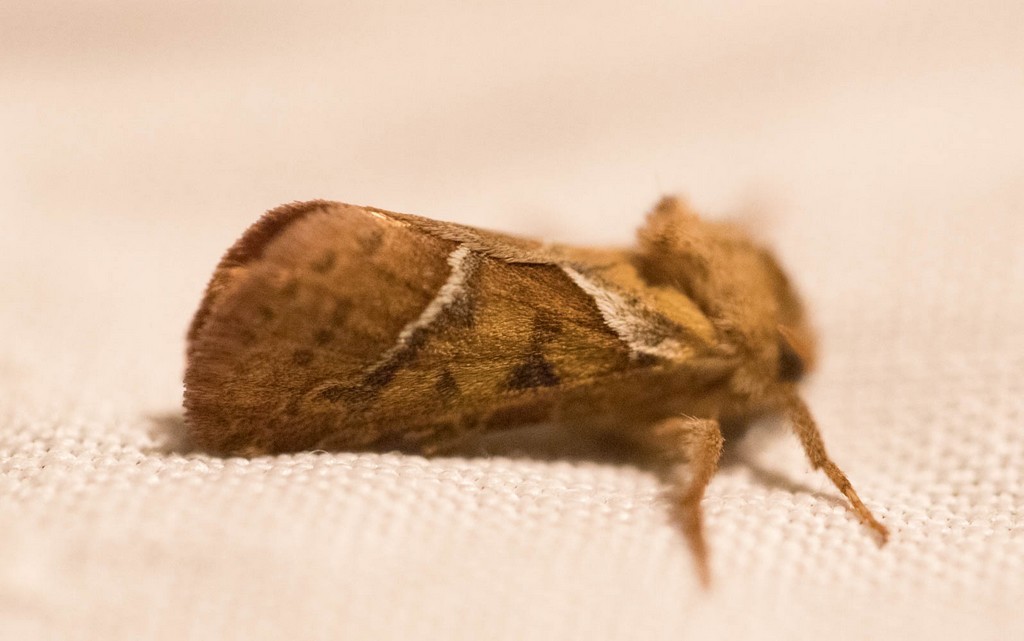   La sylvine (triodia sylvina) 