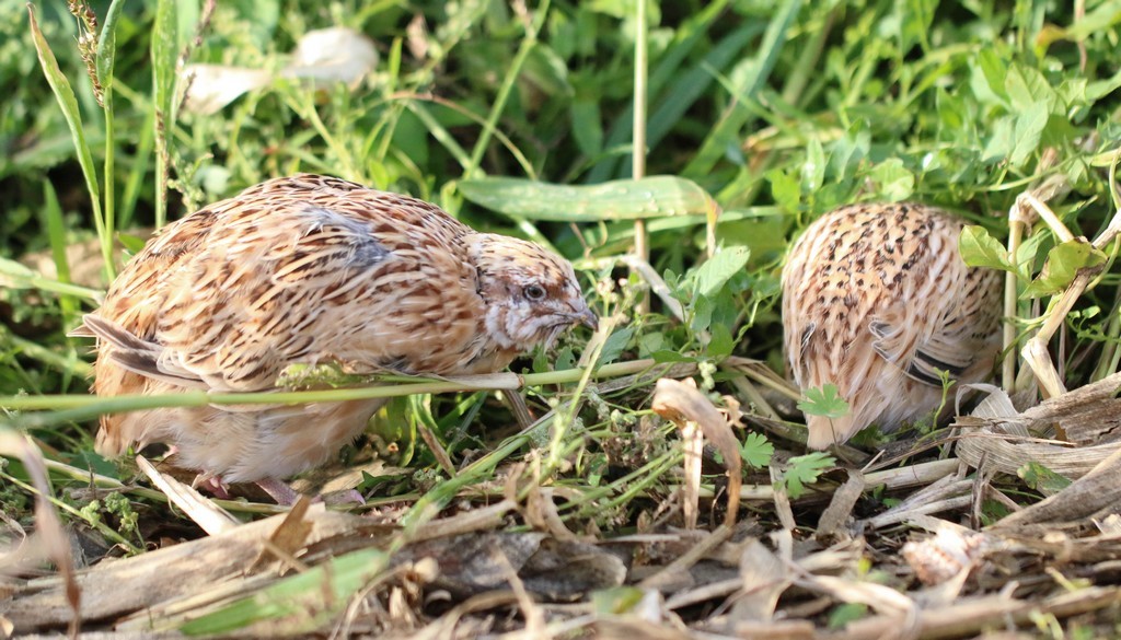  Caille des blés (coturnix coturnix)