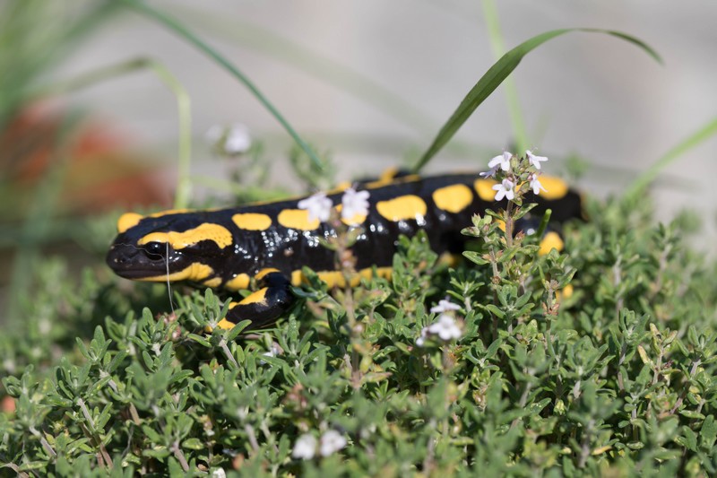  Salamandre tachetée