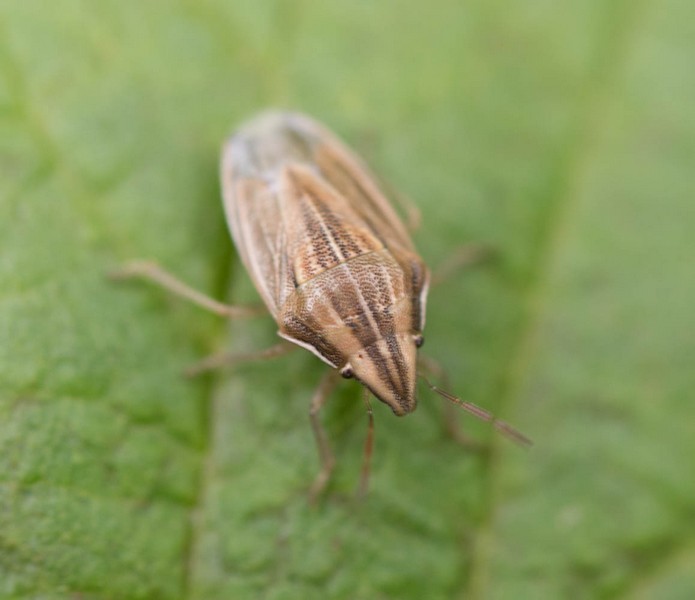 Punaise à tête allongée (aelia acuminata)