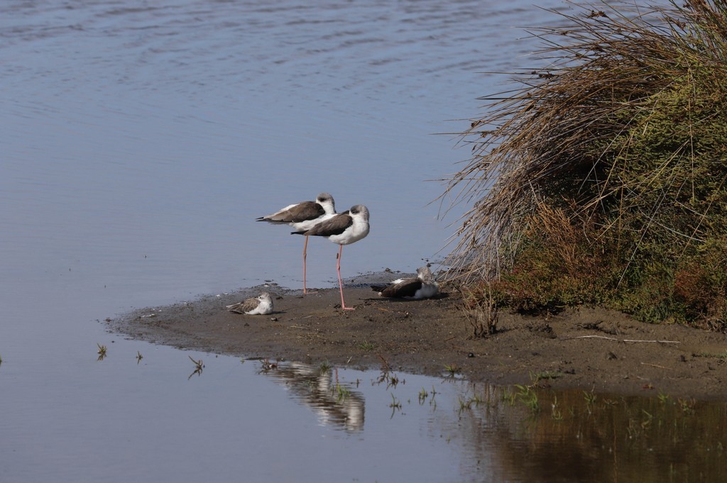 Echasses blanches (Himantopus himantopus)