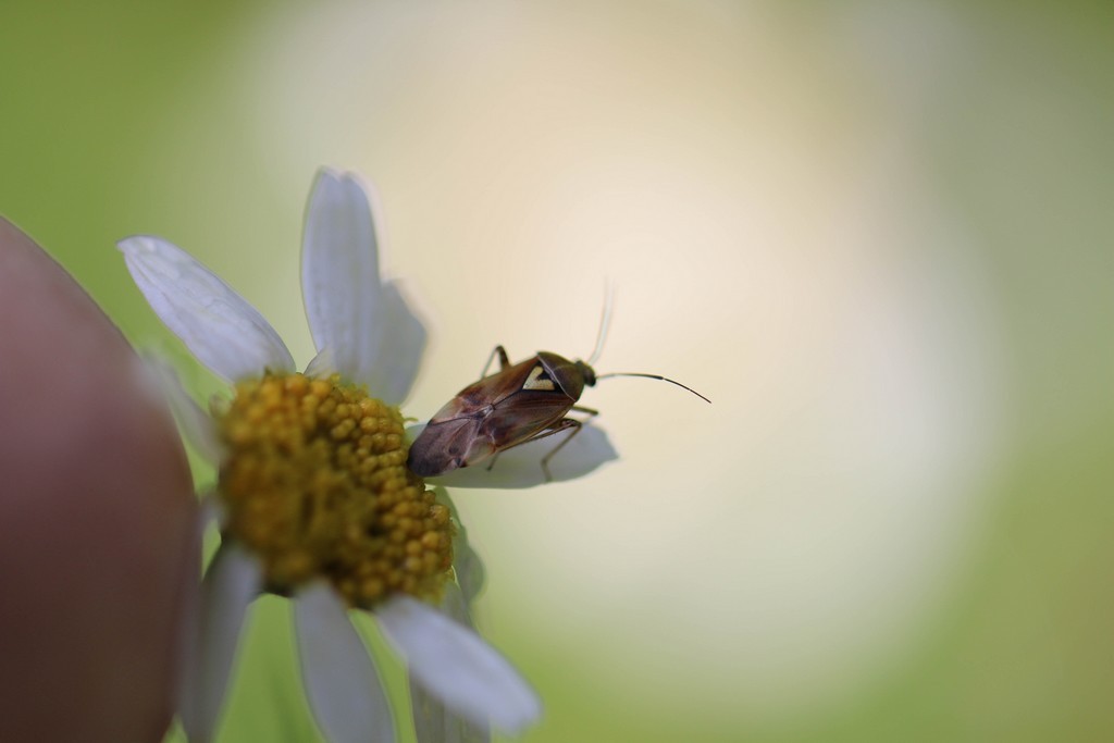 Lygus pratensis