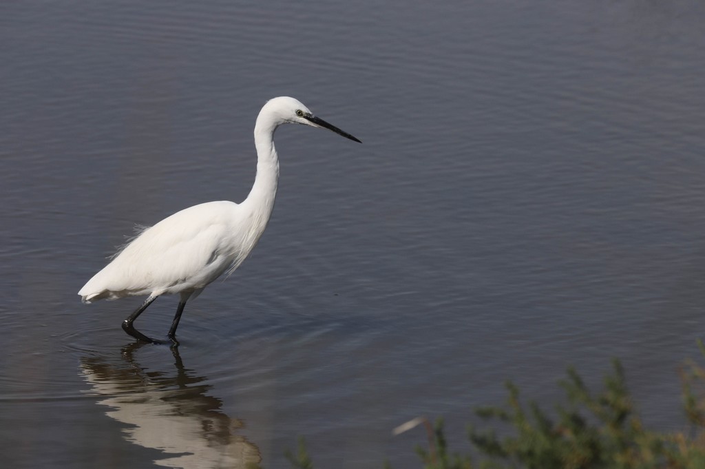 Aigrette garzette ( Egretta garzetta)