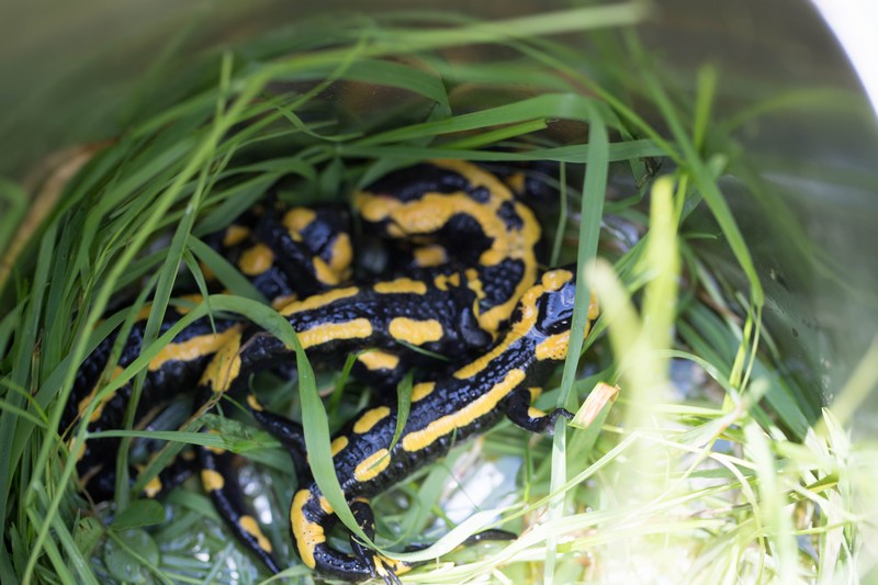 Salamandres tachetées