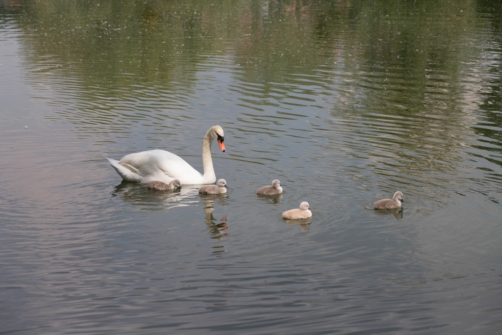  Cygne tuberculé (Cygnus olor)