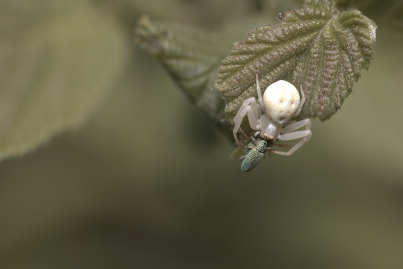 Araignée crabe (arachnides) et sa proie; capricorne.