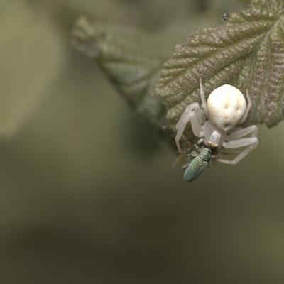 Araignée crabe (arachnides) et sa proie; capricorne.