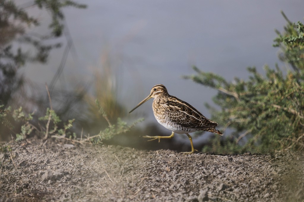 Bécassine des marais (Gallinago gallinago)