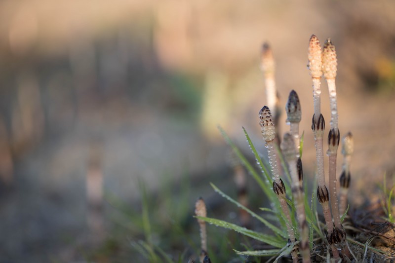 Prêle des champs (Equisetum arvense)