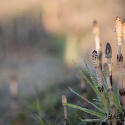 Prêle des champs (Equisetum arvense)