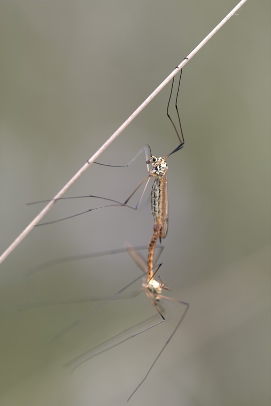 Tipule ( Tipula Oleracea)