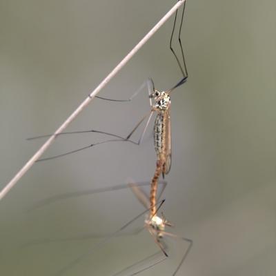 Tipule ( Tipula Oleracea)