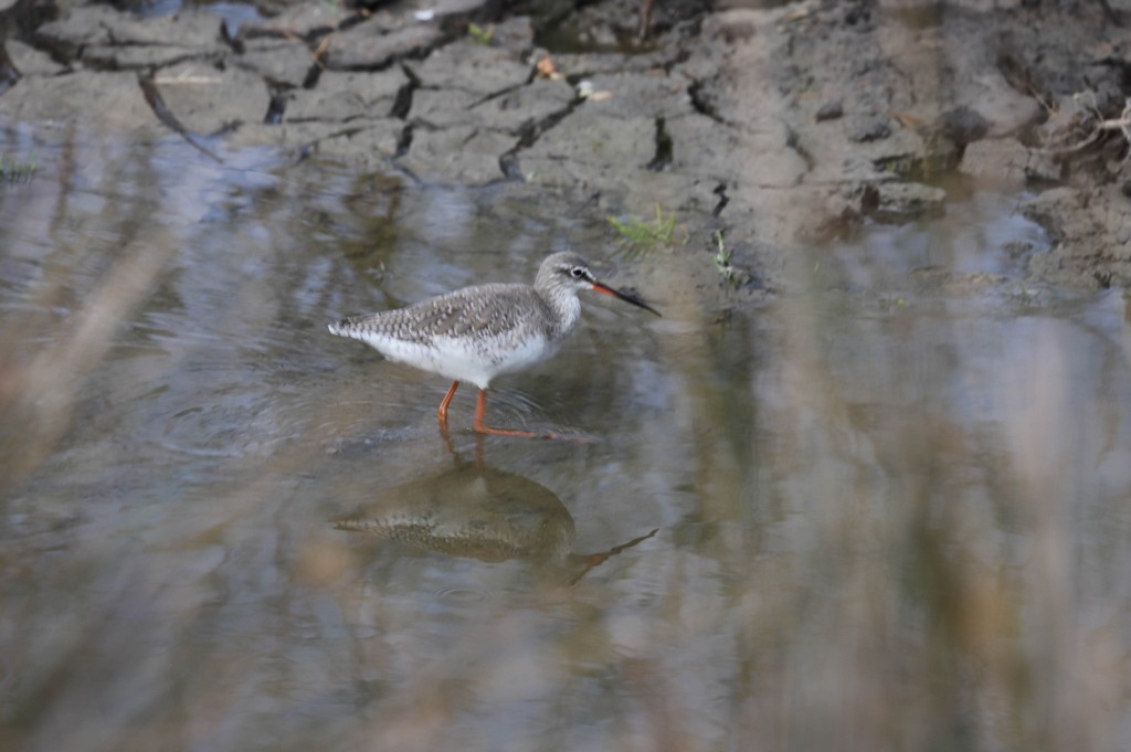 Chevalier gambette (Tringa totanus)