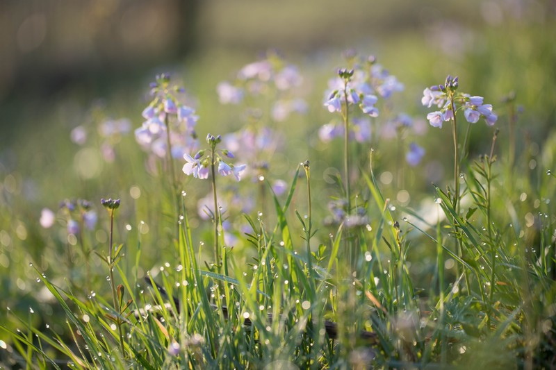 Cardamine des prés (Cardamine pratensis)