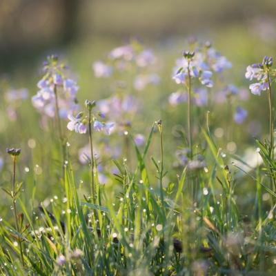 Cardamine des prés (Cardamine pratensis)