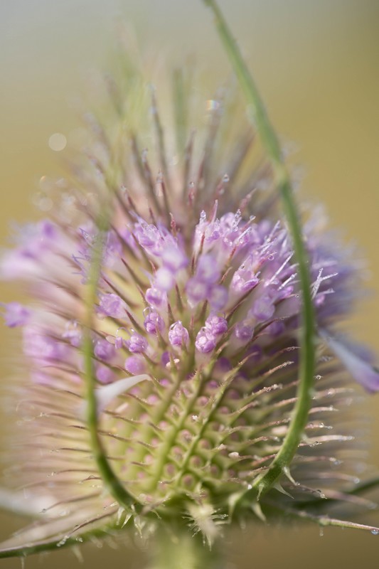 Cabaret des oiseaux (Dipsacus fullonum)