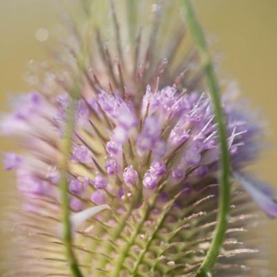 Cabaret des oiseaux (Dipsacus fullonum)