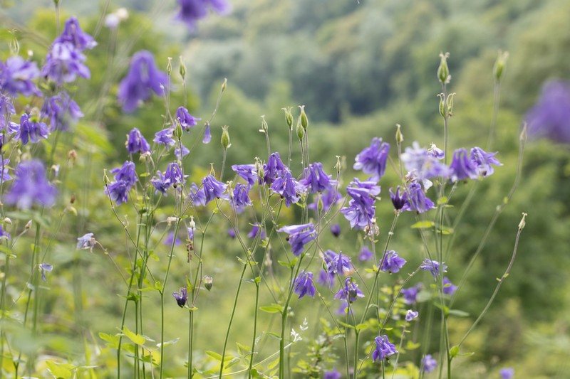 Ancolie commune (Aguilegia vulgaris)