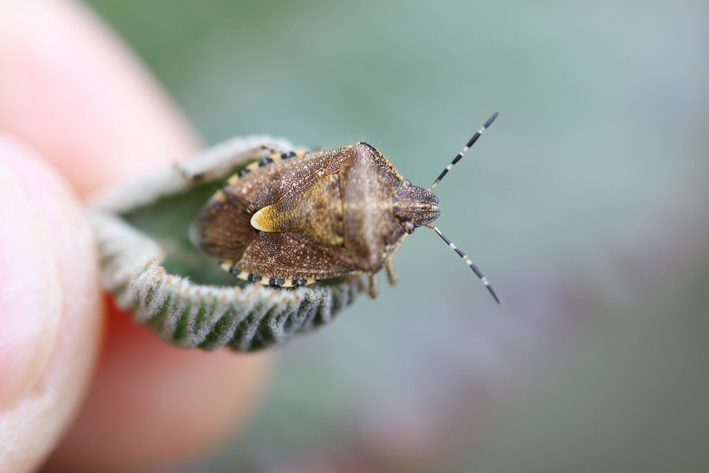 Punaise des baies ( dolycoris baccarum)