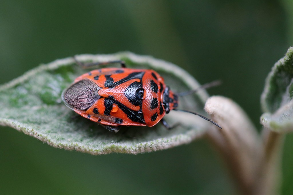 Punaise rouge du chou ( eurydema ornata)