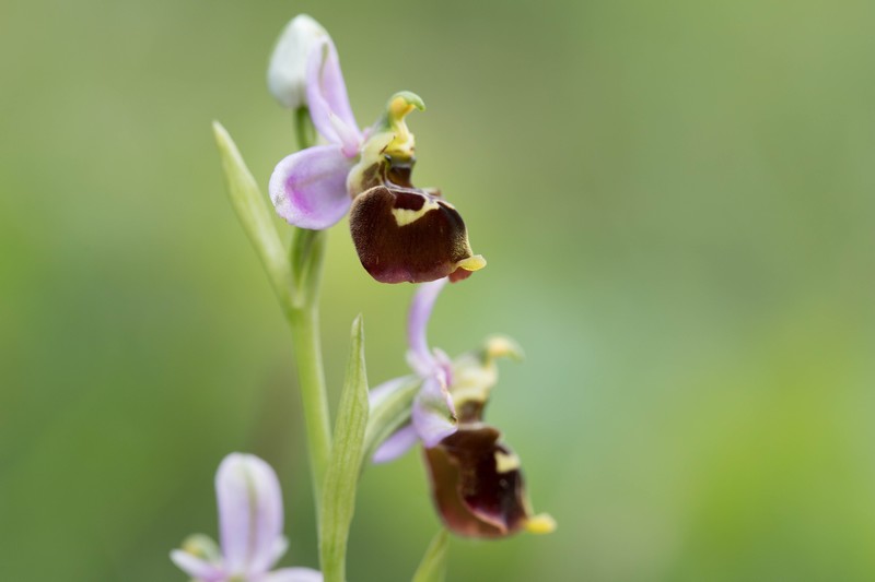 Ophrys bourdon (Ophrys fuciflora)