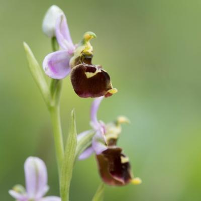 Ophrys bourdon (Ophrys fuciflora)